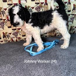 Johnny Walker - Parti male Goldendoodle puppy in Water Valley, Mississippi from Olympian Doodles