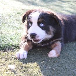 Chilli - Black tri-color female Australian Shepherd puppy in Sonoita, Arizona from Gardner Canyon Kennels