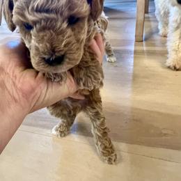 Cavapoo, Cockapoo, Goldendoodle, and Maltipoo Puppies from Perdue Puppies