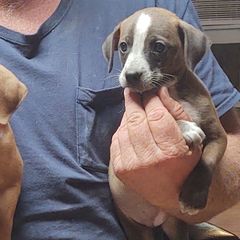 Dachshunds and Treeing Feists from 10x Farms