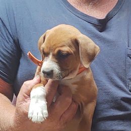 Dachshunds and Treeing Feists from 10x Farms