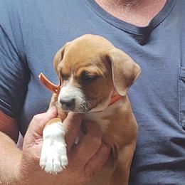 Dachshunds and Treeing Feists from 10x Farms