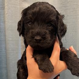 Brown collar boy - Black male Goldendoodle puppy in Fairfield, California from Twin Sisters Doodles