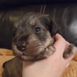 Apollo - Liver male Miniature Schnauzer puppy in Graham, Washington from Olivia's Miniature Schnauzer's
