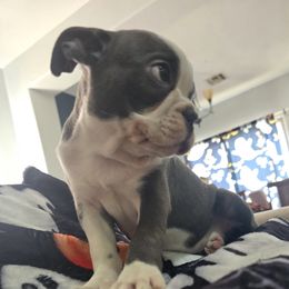 Boston Terrier Puppies from Aronow pups