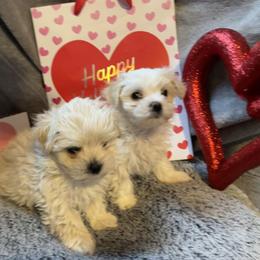 Sissy - White and tan female Morkie puppy in Taylorsville, North Carolina from Mountain Top Hot Tailz