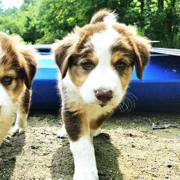 Hemlock - Tri-color male Border Collie puppy in Cedar Springs, Michigan from Lyncroft Border Collies