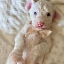 Blanton - Parti male Goldendoodle puppy in Queen Creek, Arizona from Sunny Doodles