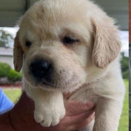 Boy 5 - male Labrador Retriever puppy in Middleburg, Florida from Tru-Heart Labradors, LLC