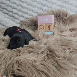 Hot pink collar - Black female Cane Corso puppy in Fritch, Texas from Carrie Brown's Cane Corsos