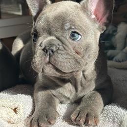 Poppy - Blue female French Bulldog puppy in Freedom, Pennsylvania from themcfrenchies