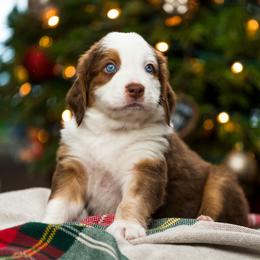 Cedar - male Australian Mountain Doodle puppy in Cortez, Colorado from Sassy Pants Pups