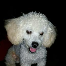 Havanese, Miniature Schnauzer, Poodle, Schnoodle, and Shihpoo Puppies from Mashburns Little Munchkins
