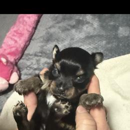 Sandy - Black and tan female Companion Cross puppy in Jackson, New Jersey from Peapod Pomeranians