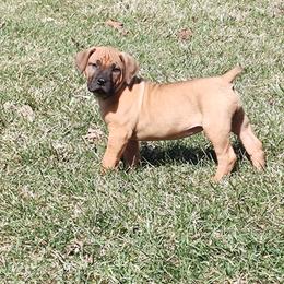 Green female - Red female Boerboel puppy in Rockford, Illinois from Adoraboerboels