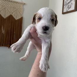 Zero Bar - Goldendoodle puppy from Lola Bear Goldendoodles