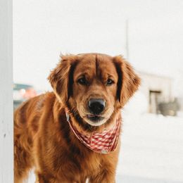 Zodi - Golden Retriever