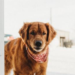 Zodi - Golden Retriever