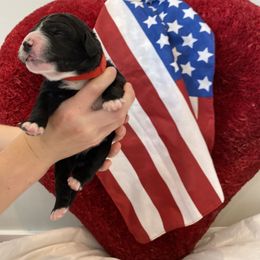 Bernedoodle Puppies from Honey B. Bernedoodles