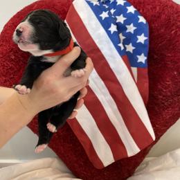 Bernedoodle Puppies from Honey B. Bernedoodles
