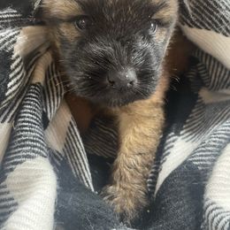 Wesley - Wheaten male Soft Coated Wheaten Terrier puppy in Nokomis, Illinois from Windhill Wheatens