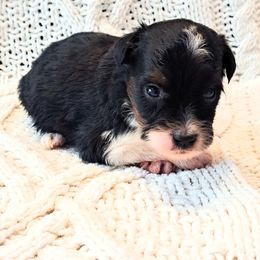 Boy 5 - male Miniature Australian Shepherd puppy in Moscow, Idaho from Panhandle Australian Shepherds