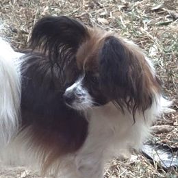 Boo - Papillon