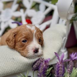 Goldie - Apricot female Cavapoo puppy in Arlington, Texas from Van Haselen Poodles and Doodles