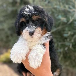 Female 1 - Tri-color female Bernedoodle puppy in Modesto, California from Central Valley Canine Companions