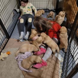 Golden Retriever Puppies from Southern Springs Goldens