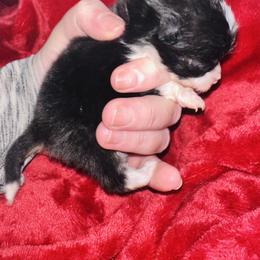 Tux - Black parti male Pomeranian puppy in Waterloo, Indiana from Garcias Pomeranian