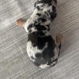 Oreo - Dapple male Dachshund puppy in Tomball, Texas from Gutierrez House of Doxies