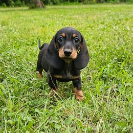 Black and tan smooth hair male - Black and tan male Dachshund puppy in Belle Rive, Illinois from Akin's Miniature Dachshunds, LLC