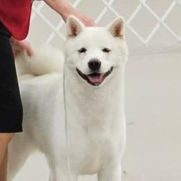 Karma - Akita