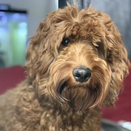 Winnie - Australian Labradoodle