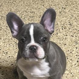 Chance - White and black male French Bulldog puppy in Dickinson, Texas from D & A House of Frenchys