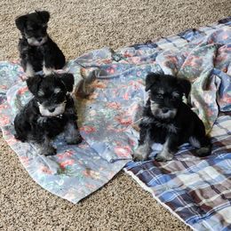 Miniature Schnauzer puppies from Blue Haven Stable