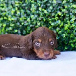 Marcie - Chocolate and tan female Dachshund puppy in Apple Valley, California from Socaldoxies