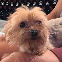 Dazi - female Miniature Schnauzer puppy in Greencastle, Indiana from Tiny Tushy Lodge