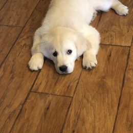 Golden Retriever Puppies from Family Loved Golden Retrievers