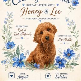 Goldendoodle puppies from Brunsman Country Doodles LLC