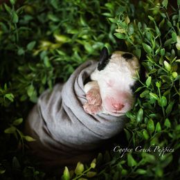 Bernedoodle and Sheepadoodle Puppies from Cooper Creek Puppies