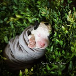 Bernedoodle and Sheepadoodle Puppies from Cooper Creek Puppies