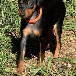 Miniature Pinscher Puppies from DeLeeuw Family Miniature Pinschers