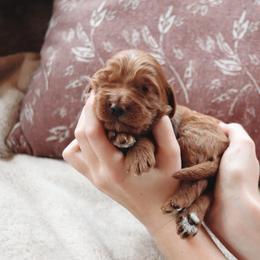 Goldendoodle Puppies from Cedarcrest Goldendoodles