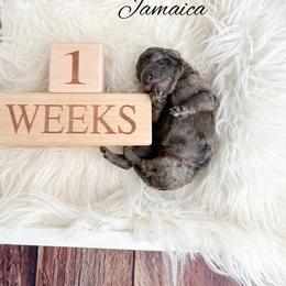 Jamaica - Merle female Goldendoodle puppy in from Pink Poodles and Doodles