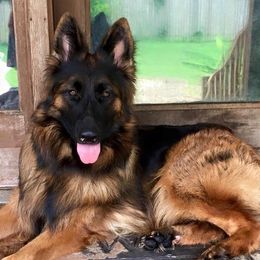 German Shepherd Puppies from Goldkuste German Shepherds