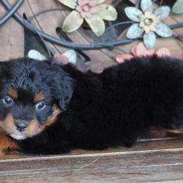 Girl 5 - Black tri female Miniature Australian Shepherd puppy in Lawton, Oklahoma from Lindsey’s Aussies