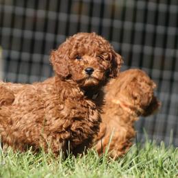 Goldendoodles from Creation Goldedoodles