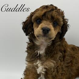 Cuddles - Sable male Poodle puppy in Wheatland, California from Sapphire Ridge Poodles